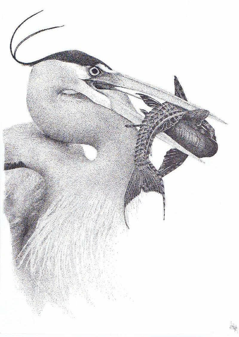 'Catch Of The Day' - Limited Edition Heron Art Print