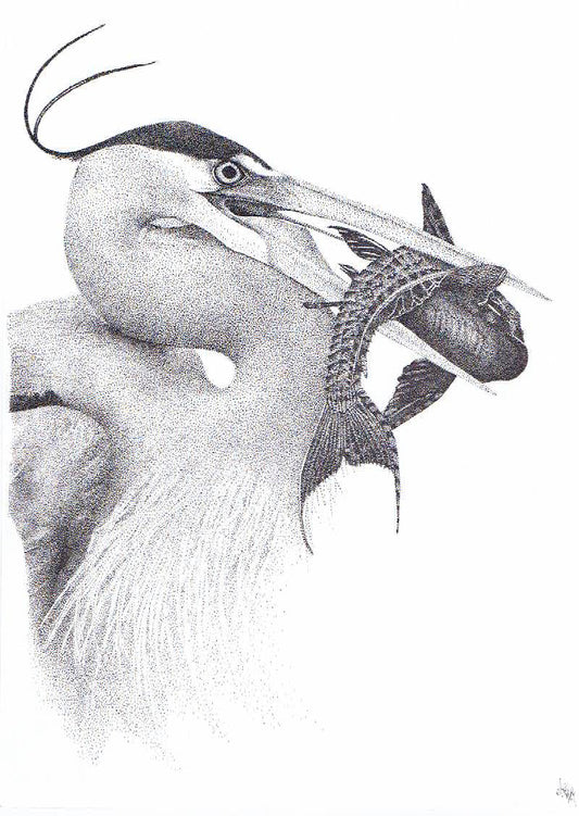 'Catch Of The Day' - Limited Edition Heron Art Print