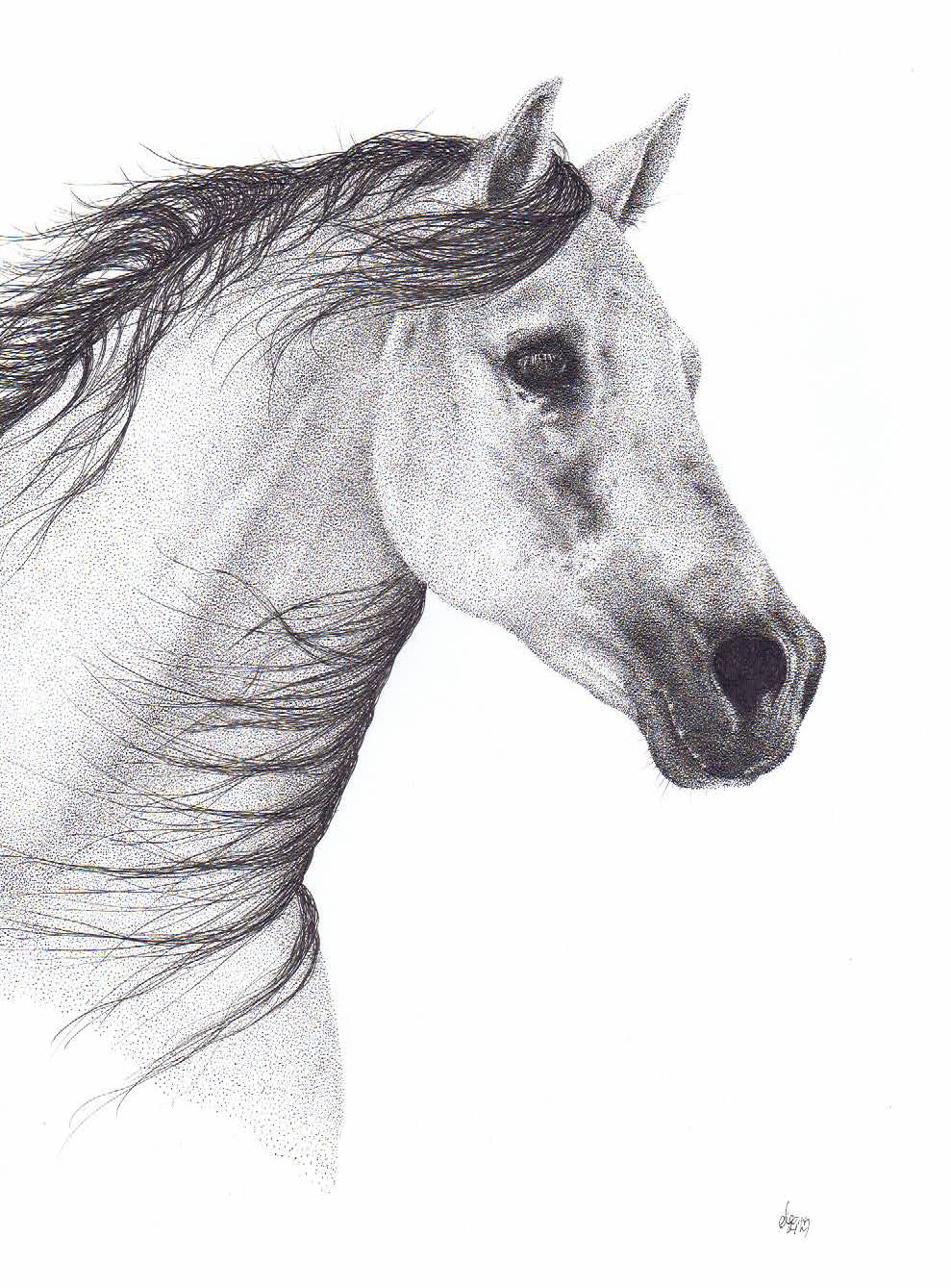 'Mistral' - Limited Edition Horse art Print