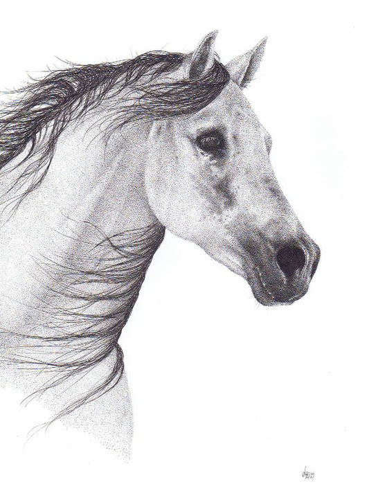 'Mistral' - Limited Edition Horse art Print