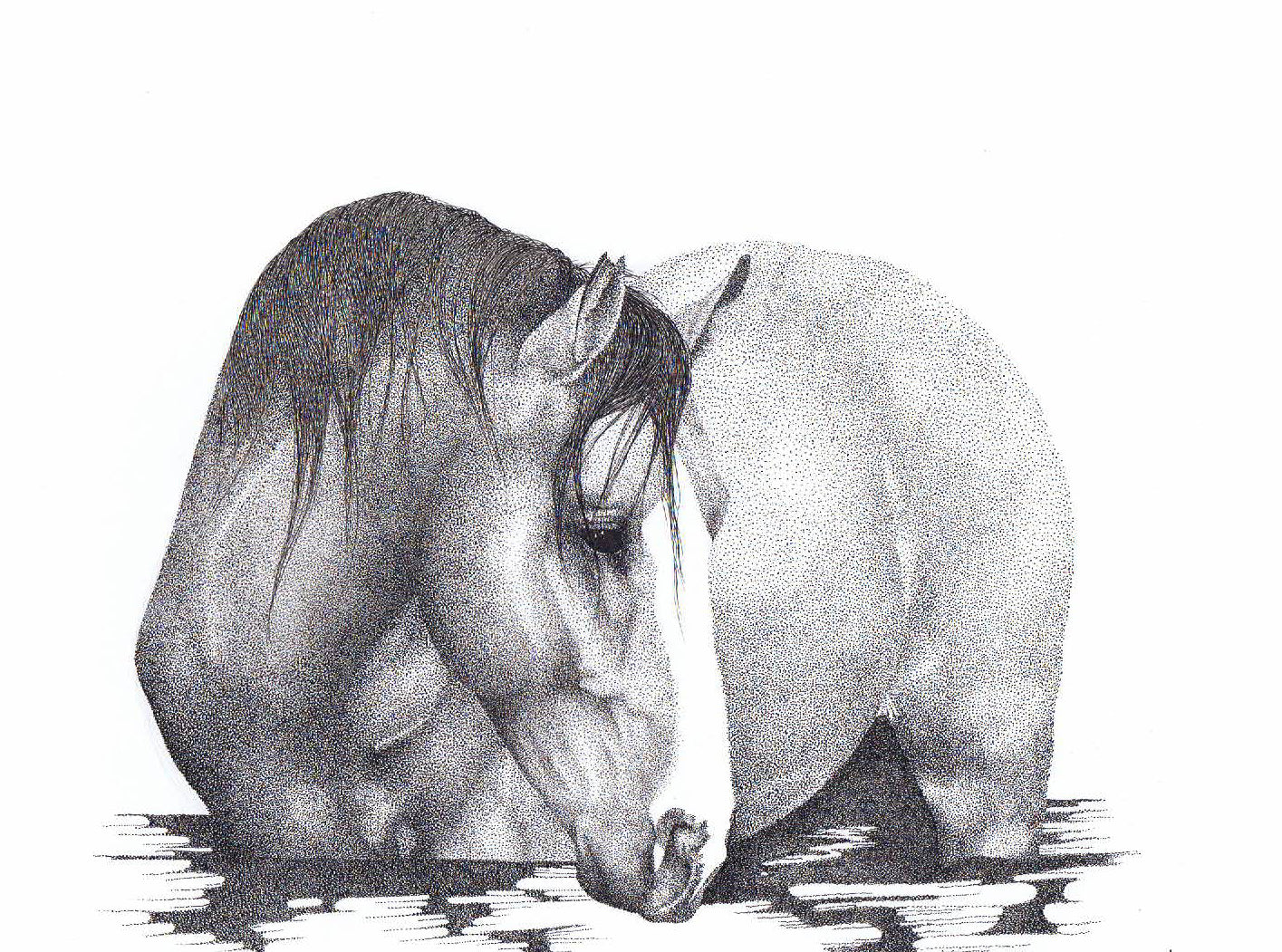 'Soul Of Salt River' - Limited Edition Horse Art Print