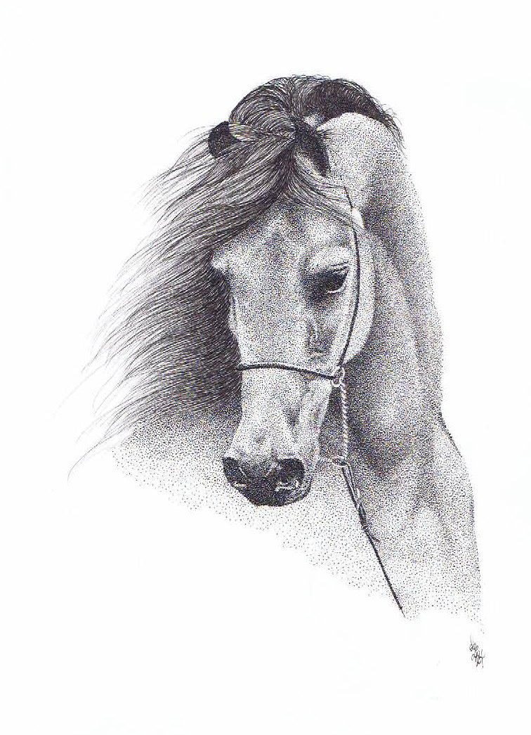 'Spiritus' - Limited Edition Arab Horse Art Print