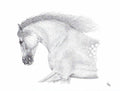 'Zephyrus II' - Limited Edition Horse Art Print